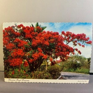 Vtg 1960s Hawaiian Royal Poinciana Tree Unposted Postcard Deckled Scalloped Edge - Picture 1 of 2