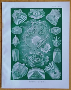 Haeckel Originaldruck Kunstformen Knochenfische Teleostei (87) - 1900# - Picture 1 of 1