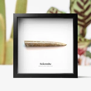 Belemnita Dinosaurio Real Fósil Caja Marco Arte de Pared Decoración del Hogar Diseño de Interiores - Imagen 1 de 4