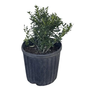 Soft Touch Japanese Holly Tree - Ilex Crenata 'Soft Touch' - 1 Gallon Plant - Picture 1 of 2