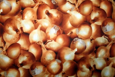 CEBOLLAS AMARILLAS DE RJR - TELA 100% ALGODÓN Foto 1 de 4