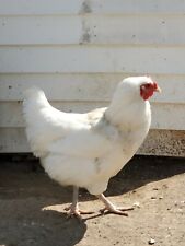 12 Rhode Island White Hatching Eggs (Rose Comb Variety)