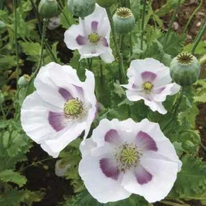 'Maanzaad' bread seed poppy x min 500 seeds poppy seeds flower seeds - Picture 1 of 1