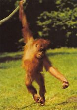 Animals: An Orangutan ngl G4802