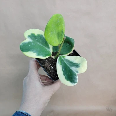 Maceta abigarrada Hoya Kerrii de 4 pulgadas | Planta suculenta abigarrada rara en forma de corazón Foto 1 de 4
