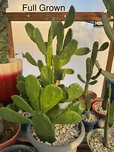 Prickly Pear Cactus Rooted Starts- Fast Growing - Picture 1 of 4