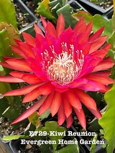 Rooted Epiphyllum Orchid Cactus “Kiwi Reunion”Growing In 4” starter pot - Picture 1 of 2