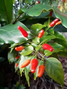 CHILLI SEEDS BIRDS EYE THAI CHILLI SEEDS Vegetable Seeds Hot Thai Chilli Seeds - Picture 1 of 6