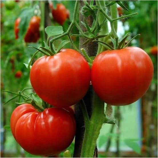 TOMATO 'Siberian  ' 30 Seeds heirloom - image 1 of 1