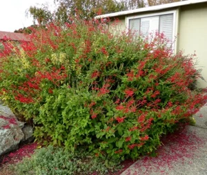 Pineapple Sage (salvia) hummingbird plant - Picture 1 of 3