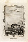 Antique Print-MURINE-LINNAEUS'S MOUSE OPOSSUM-Bell-Smellie-Buffon-1785