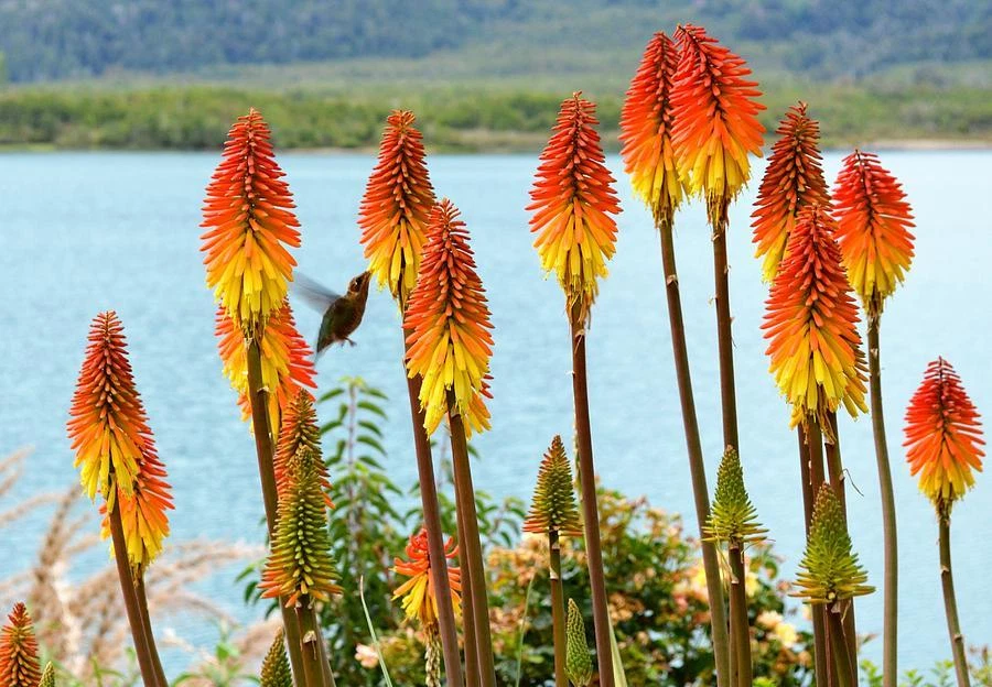 30 SEEDS - tritoma RED HOT POKER perennial TORCH LILY GroCo - BUY 15-SHIPS FREE - Image 1 of 1