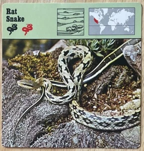 RAT SNAKE, 1977 EDITIONS RECONTRE 4 3/4" x 4 3/4" CARD - Picture 1 of 1