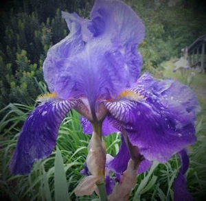 Lila/blau klassische Schwertlilie (Iris) - Bild 1 von 3