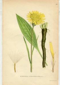 DRW-- VINTAGE BOTANICAL HAND COLORED PRINT, A. BORTZELLS STOCKHOLM - Picture 1 of 2