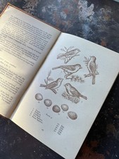 British Nesting Birds and Their Eggs Illustrated by N Barrie Hodgson 1943