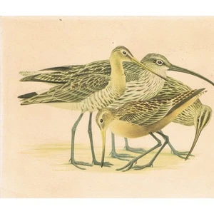 Barge et Courlis OISEAUX de FRANCE par BARRUEL Collection HÉPIATOR N°23 vers 196 - Picture 1 of 2