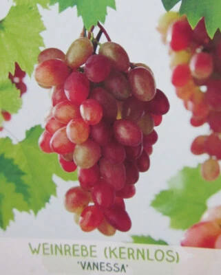 Vitis 'Vanessa'® kernlose rosa Trauben Weinrebe Pflanze 80-100cm Weinstock Wein - Bild 1 von 4