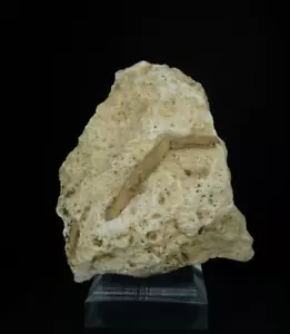 Getti di radici in marna / ferron, Utah / esemplare fossile - Foto 1 di 4
