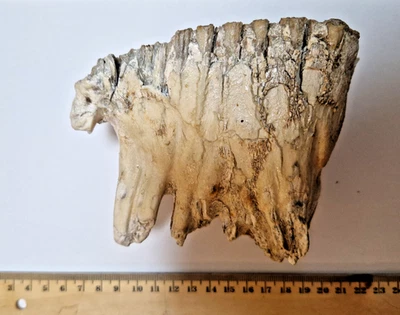 Mammut, Mammuthus primigenius, Zahn, Bayern, Donauried - Bild 1 von 4