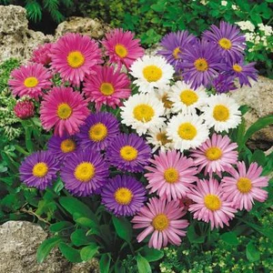 MEZCLA ASTER ALPINA - Aster alpinus (1000 SEMILLAS) FLOR PERENNE - Imagen 1 de 6