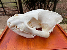 Taxidermy RARE Trophy Africa SPOTTED HYENA Skull Bone African Safari Decor =