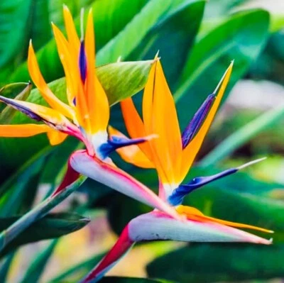 1 PC 4” POT ORANGE BIRD OF PARADISE PLANT BEST GIFT LIVE PLANT GUARANTEED - Image 1 of 3