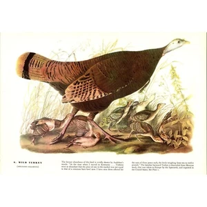 Wild Turkey - 1941 John Jay Audubon "Birds of America" Original Color Print - Picture 1 of 2