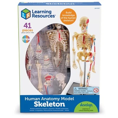Learning Resources Human Skeleton Model - Image 1 of 4