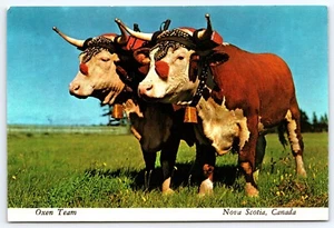 Postal vintage Oxen Team Nueva Escocia Canadá 6x4 Continental - Imagen 1 de 2