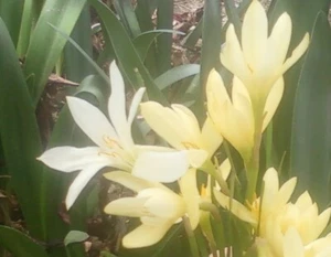 15 AJAX Hybrid Rain Lily Bulbs! Candida X Citrina ~Amaryllis Zephyranthes Yellow - Picture 1 of 1