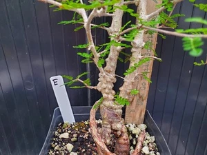 Operculicarya decaryi Tree - Lot E - 4.5 Yr Old - Gnarly Knobby Caudex - Picture 1 of 19