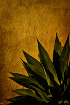 Agave On Adobe Sunset by Chris Lord Photo Art Print Poster 12x18 - Image 1 of 3