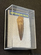 Dino tooth spinosaurus 4.5 cm approx. 110 million years old. Dino Tooth 110 Million. K4