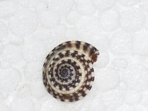 HELIACUS AREOLA  AWESOME PATTERN - Imagen 1 de 2