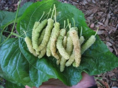 10x Pakistan WHITE Mulberry organic fresh cuttings for rooting or grafting - Image 1 of 2