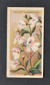 1913 Wills' Cigarette Card Australian Wildflowers No. 31 Native Lilac - Picture 1 of 2