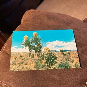 Desert Yucca - Picture 1 of 2