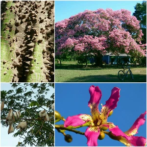 10 SEMILLAS CEIBA PENTANDRA kapok + REGALO GRATIS - Imagen 1 de 1