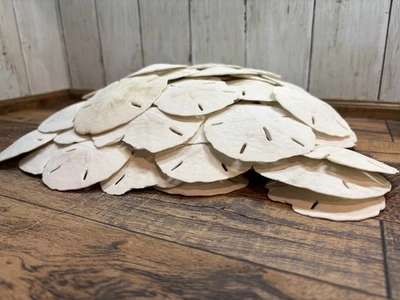 Sand Dollar Sea Shell Lot Of 79 Most 3.5 to 4.5 Inches PLEASE READ - Image 1 of 4