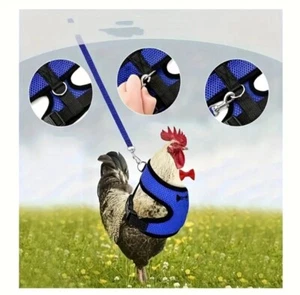 chicken leash Blue - Picture 1 of 8