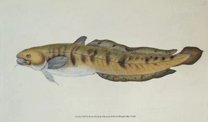 Antiker Fischdruck Quappe Original Donovan Vintage Stich 1808 - Bild 1 von 2