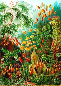 Muscinae A1 by Ernst Haeckel High Quality Canvas Print - Picture 1 of 1