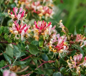 2 Pink Honeysuckle Fragrant Cloud in 3.5 in. pot, 2 pots one plant per pot - Picture 1 of 3