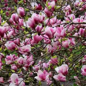 Magnolia soulangeana - - albero | Magnolia di Soulange | Magnolia a Coppa - Bild 1 von 3
