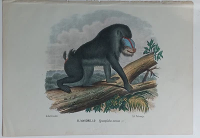 古董猴子石版画“人类时代”意大利 1868 年曼德里尔 #3 — 第 1/4 张图片