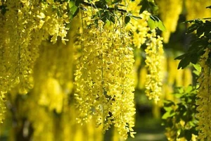 Laburnum anagyroides - maggiociondolo (Vaso quadro 9x9x20 cm) - 40-60cm - Foto 1 di 3