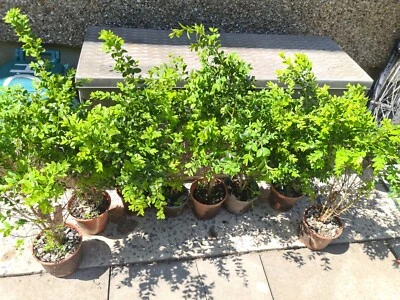 Buxus Box Sempervirens hardy Evergreen bushy upright Shrub / hedges 70-80cm - Image 1 of 2