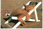 Picture Postcard- Cat, Asleep In Deckchair, Sipa Press, Sunshine [Art Unlimited]
