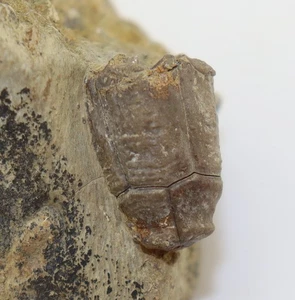 Crinoide, Megaradialocrinus elongatus, Devon, Givet, Gerolstein, Eifel, GER-m122 - Picture 1 of 4